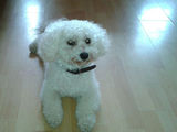 bichon pt monta
