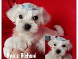 Bichoni Maltese Toy