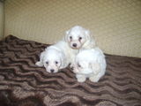 Bischoni maltese