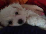 Bishon frise de vanzare