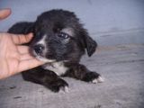 Border Collie femela rasa pura