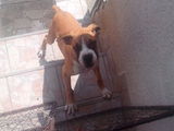 Boxer german 3 luni jumate femela