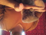 BRITISH BLUE SHORTHAIR