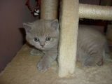british shorthair lila