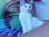 BUBBLES, motanel superb - pentru adoptie in Iasi, dar si in alte orase