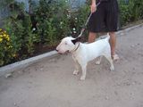 Bull Terrier