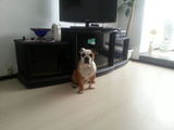Bulldog Englez cu Pedigree Pui