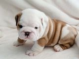 Bulldog Englez Disponibil