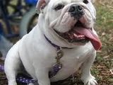 Bulldog englez exemplar superb