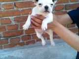 bulldog francez