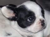 bulldog francez