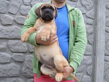 Bullmastiff cu pedigree