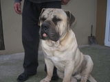 Bullmastiff si Presa Canario