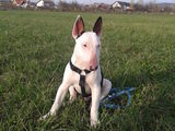 Bullterrier de vanzare