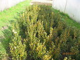 buxus pentru gard viu