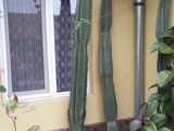 Cactusi de vanzare
