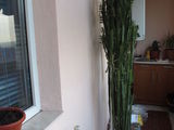 Cactusi ornamentali