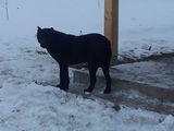 Caine cane corso