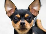 Caine Chihuahua / Chivava