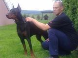 caine de vanzare doberman