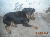 caine jagd terrier femela