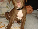 Caine Pitbull