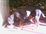 Caine rasa rottweiler