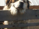 Caine Saint Bernard