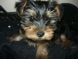 Caine Yorkshire Terrier