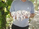 caini bichon maltez si bichon frise