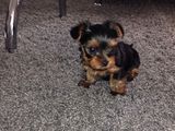Caini din rasa Yorkshire terrier