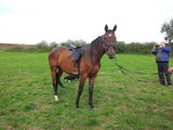Cal furioso north-star, de calarie, 12 ani