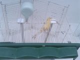 CANARI MASCULI SI FEMELE CULORI DIVERSIFICATE PRECIZEZ CA MASCULII SUNT FOARTE BUNI  CINTARETI