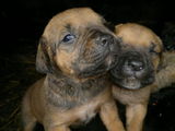 CANE- CORSO