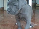 Cane Corso Albastri De Vanzare