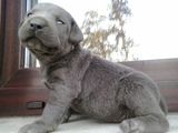 cane corso blu