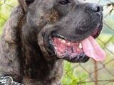 Cane Corso cu pedigree A