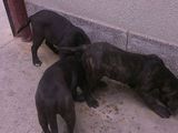 cane corso de exceptie urgent