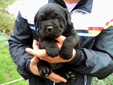 Cane Corso  de vanzare