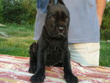 cane corso de vanzare