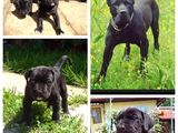 Cane corso de vânzare urgent !!!