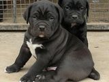 Cane Corso din familie cu pedigree