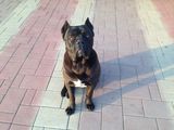 Cane Corso, Mascul, 10 Luni cu Pedigree