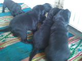 cane corso pui