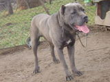 cane corso ,vanzare