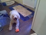 caniche pentru monta
