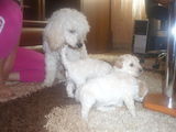 caniche(pudel)
