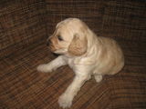 Canis imperial foarte frumos.