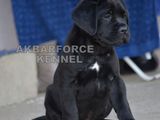 Canisa Akbaforce vinde pui cane corso cu pedigree