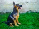 canisa Nizza Hund vinde pui ciobanesc german cu pedigree